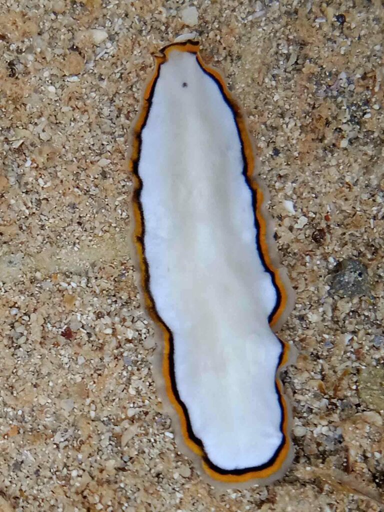 Pseudoceros meenae