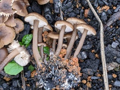 Lyophyllum anthracophilum