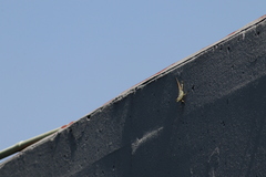 Sceloporus grammicus