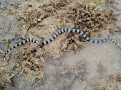 Laticauda saintgironsi