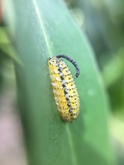 Gonipterus platensis