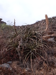 Puya