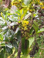 Smallanthus pyramidalis