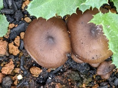 Lyophyllum anthracophilum