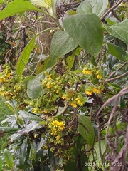 Smallanthus pyramidalis