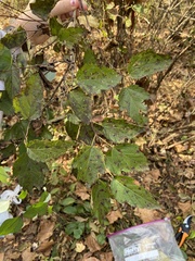 Physocarpus intermedius