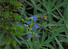 Anthophora paranensis