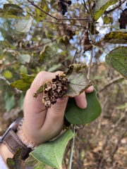 Physocarpus intermedius