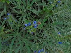 Anthophora paranensis