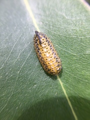 Gonipterus platensis