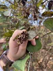 Physocarpus intermedius