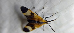 Dycladia
