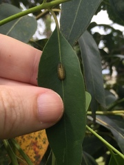 Gonipterus platensis