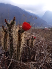 Corryocactus erectus