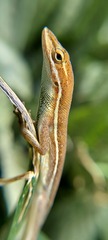Anolis auratus