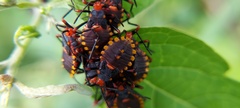 Spartocera