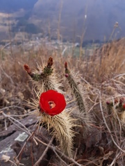 Corryocactus erectus