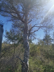 Melaleuca rhaphiophylla