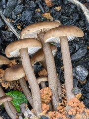 Lyophyllum anthracophilum