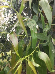 Gonipterus platensis