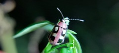 Omophoita