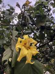 Hibiscus elatus