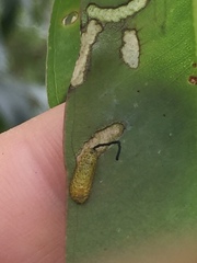 Gonipterus platensis