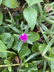 Carpobrotus glaucescens