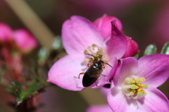 Boronia microphylla