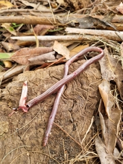 Pygopodidae