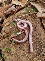 Pygopodidae