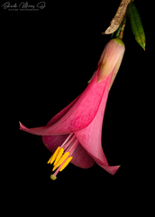 Philesia magellanica