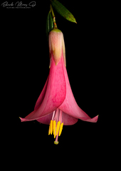 Philesia magellanica