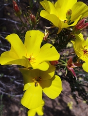 Balbisia peduncularis