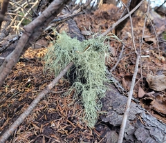 Usnea trichodea