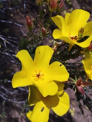 Balbisia peduncularis
