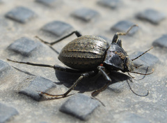 Mitragenius araneiformis