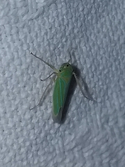 Chlorogonalia