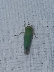Chlorogonalia