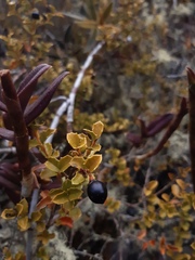 Citharexylum dentatum