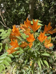 Alstroemeria ligtu simsii