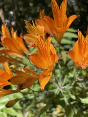 Alstroemeria ligtu simsii