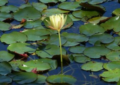 Nymphaea mexicana