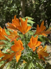 Alstroemeria ligtu simsii