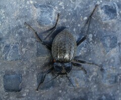 Mitragenius araneiformis