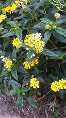Lantana horrida