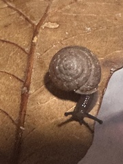 Polygyra cereolus