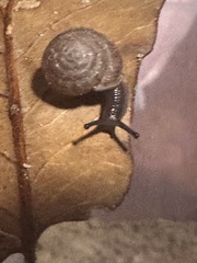 Polygyra cereolus