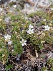 Minuartia