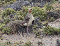 Oreopholus ruficollis